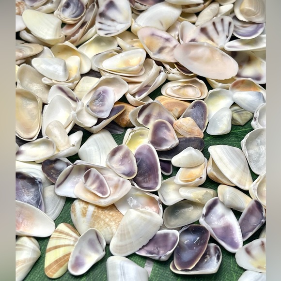 100 Florida Assorted Shells Coquinas, Tellins, Wedge Mixed 
Collect DIY Crafting - Picture 6 of 16